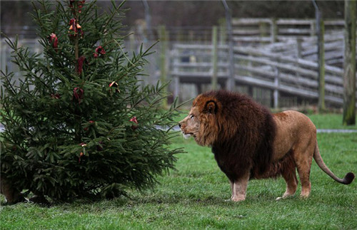 320名圣诞老人整体冲浪？？？？？？？八一八圣诞节奇闻趣事
